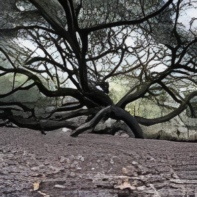 Tree branches with textured bark